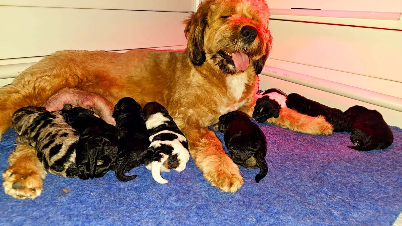 F1 Bernedoodle Puppies - Denver and Maverick 2025